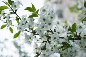 arbre de fleur de cerisier blanc photo