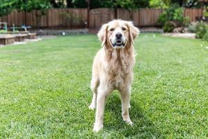 Golden retriever debout dans l'herbe à l'extérieur photo