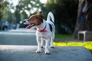 jack russell terrier à l'extérieur en attente photo