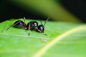 Fourmi noire macro sur feuille photo