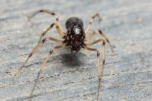 araignée macro au sol photo
