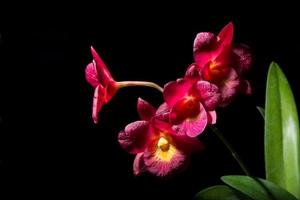 orchidée rouge, fond noir