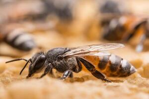 gros plan d'une abeille photo