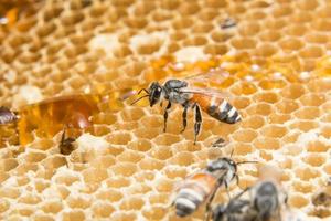 miel et abeille en ruche