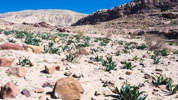 pierres de grès dans un paysage désertique à petra photo