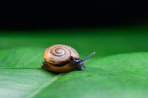 escargot sur une feuille photo