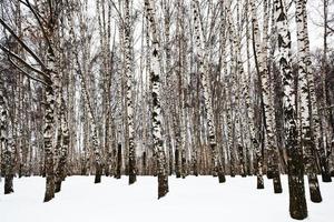 troncs de bouleau nus dans un parc urbain photo