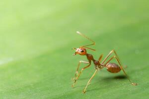 Fourmi rouge macro sur feuille photo