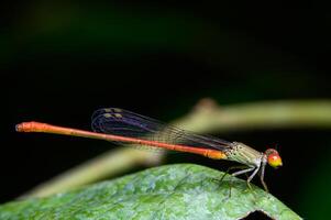 agriocnemis ou libellule sur feuilles photo