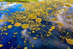 mousse sur l'eau bleue photo