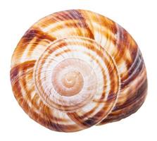 coquille de mollusque en spirale d'escargot terrestre isolé photo
