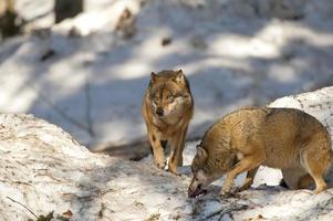 deux loups gris isolés dans la neige en venant à vous photo