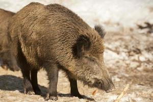 une bouche de porc sauvage en mangeant photo