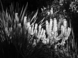 photo noir et blanc de plantes