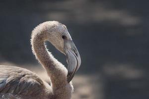 gros plan, blanc, flamant rose photo