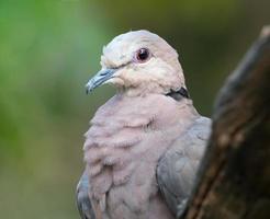 gros plan, de, colombe yeux rouges photo