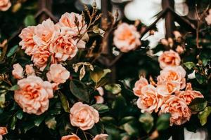 roses en fleurs dans le jardin photo