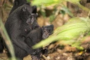 macaque noir à crête tout en vous regardant dans la forêt photo