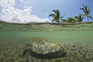 tortue verte sous l'eau se bouchent près du rivage photo