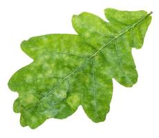 Feuille de chêne vert frais close up isolated on white photo