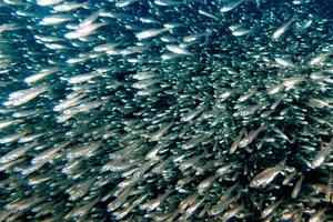 poissons de verre boule d'appât géant se déplaçant sous l'eau photo