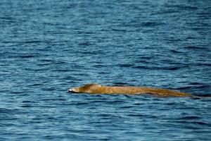 baleine à bec d'oie rare dauphin ziphius cavirostris photo