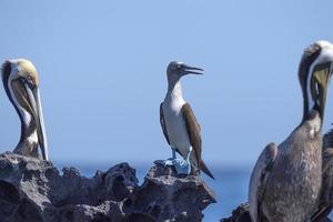 Sula nebouxii oiseau galapagos à pattes bleues en basse californie photo