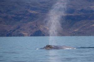 observation des baleines bleues en basse californie photo