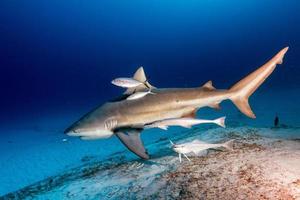 requin taureau prêt à attaquer tout en se nourrissant photo