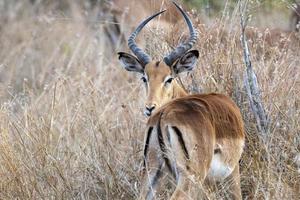 impala dans le parc kruger afrique du sud photo