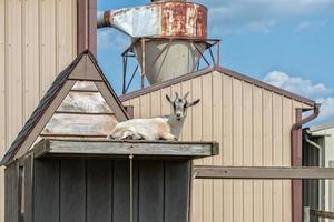 chèvre sur un toit dans une ferme photo