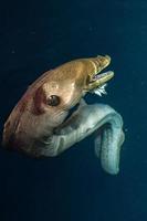 portrait d'anguille mooray aux maldives photo