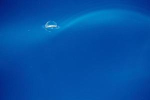 méduse velella sur le dos d'un bleu profond photo