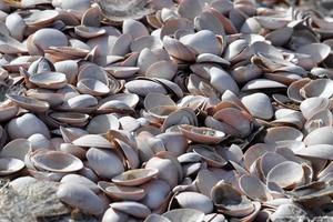 des milliers de coquillages différents sur la plage photo