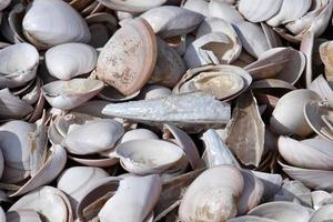 des milliers de coquillages différents sur la plage photo