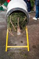 marché urbain de sapins de noël photo