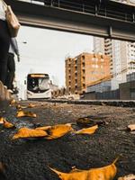 feuilles au sol photo