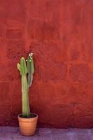 plante de cactus vert à l'extérieur photo