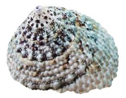 Coquille spirale verte d'escargot de mollusque de mer isolé photo