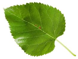 feuille verte de morus mûrier noir isolé photo