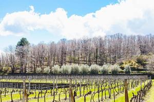 Vignoble vide dans la région viticole de l'Etna au printemps photo