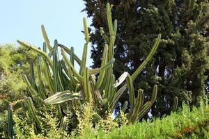 un grand cactus épineux pousse dans un parc de la ville. photo