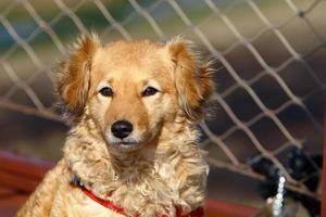 chien en promenade dans un parc de la ville en israël. photo