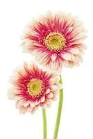 belles fleurs de gerbera photo