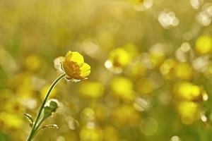 petite fleur de bouton d'or photo