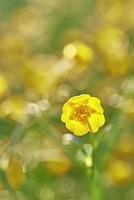 fleur de renoncule jaune photo