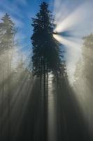 forêt d'épinettes avec des rayons de soleil photo