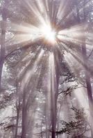 rayons de soleil et forêt photo