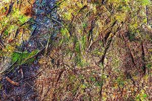 vue rapprochée détaillée sur une texture de sol forestier avec de la mousse et des branches photo