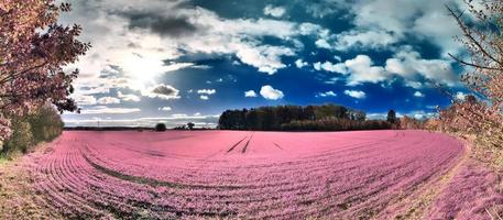 paysage fantastique magnifique et coloré dans un style infrarouge violet asiatique photo